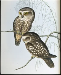 Gufo maculato (Athene Maculata)