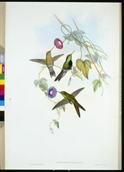 Colibrì di San Domingo (Sporadinus elegans)