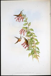Eremita dalla gola striata (Phaethornis Striigularis)