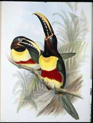 Tucano dal petto bianco e zolfo
