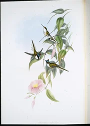 Gioiello del sole (Heliactin Cornuta)