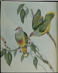 Piccione fruttato di Swainson (Ptilinopus Swainsonii)