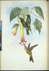 Spada-bill (Docimastes Ensiferus)