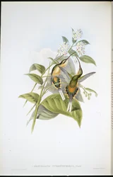 Eremita con coda a treno (Phaethornis syrmatophorus)