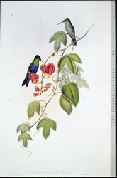 Panoplites di Tschudi (Thalurania Tschudi)