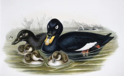 Orchetto marino (Oidemla fusca)