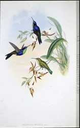 Panoplite di Veragua (Thalurania Venusta)