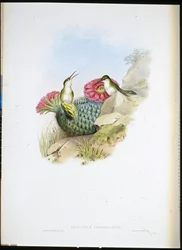 Leucippus dal petto bianco