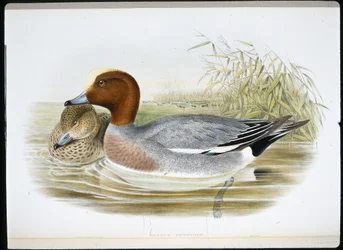 Fischione (Mareca Penelope)