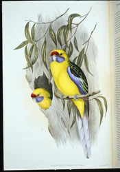 Parrocchetto panciagialla (platycercus flaviventris)