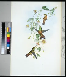 Amazilia dello Yucatan (amazilia yucatanensis)