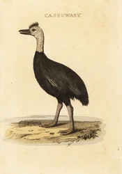 Casuario meridionale, Casuarius casuarius