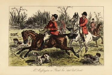 Cacciatore inglese trascinato in mezzo ai cani dal suo cavallo testardo
