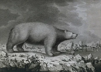 Orso polare, incisione di Peter Mazel dopo disegno di John Webber durante il terzo viaggio di James Cook