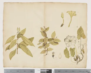 Wickstroemia Australis; Ipomea