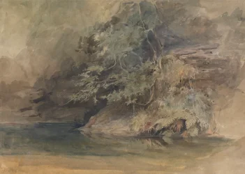 Alberi vicino a una piscina