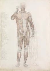 Studio anatomico: muscolatura umana, in Contrapposto