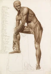 Studio anatomico: muscolatura umana, nella posa dell