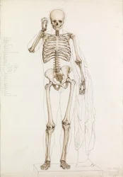 Studio anatomico: lo scheletro umano, in contrapposto, 1870