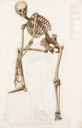 Studio anatomico: lo scheletro umano nella posa di Prassitele "Ermes che allaccia il sandalo"