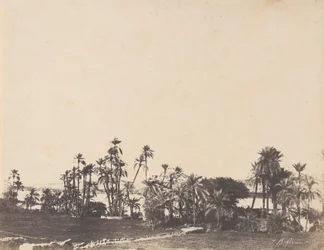 Studio di palme, rive del Nilo, Kalabschi, 1853-54