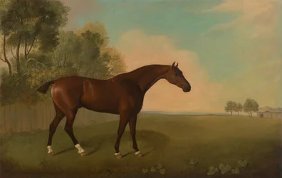 Un cavallo baio in un campo