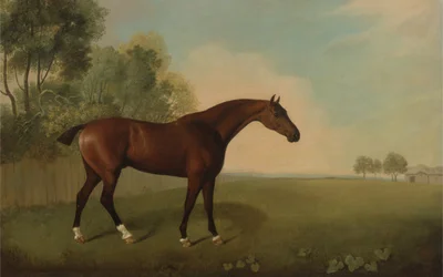 Un cavallo baio in un campo, 1778