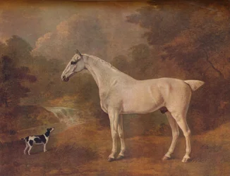 Un grigio macchiato e un terrier maculato