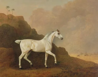 Uno stallone arabo grigio in un paesaggio desertico
