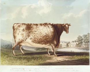 La giovenca di Airedale, inciso da R. Reeve, 1820
