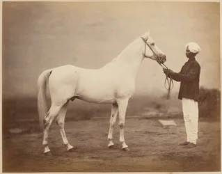 Cavallo del tenente generale Sir Frederick Sleigh Roberts, "Vonolel", circa 1885