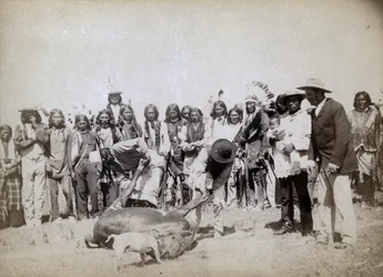 Scuoiando il manzo, 1891