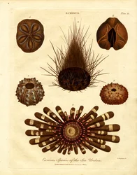 Curiose specie di ricci di mare