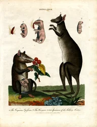 Didelfi (Marsupiali)
