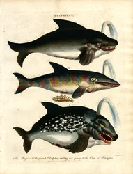 Delfini (Delphinus)