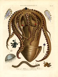 Elmintiologia; Piastra III - Ordine dei Mollusca o vermi gelatinosi