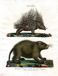 Hystrix (Istrice)