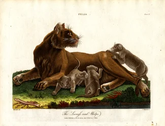Leonessa e cuccioli (Felis; Piastra II)