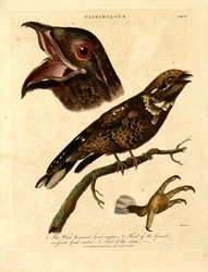 Succiacapre (Caprimulgus)