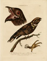 Succiacapre (Caprimulgus)
