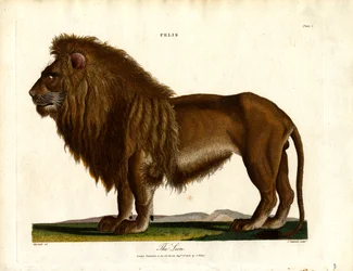 Il leone (Felis; Plate I)