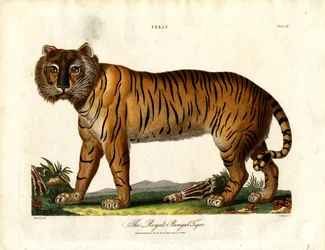 La Tigre reale del Bengala (Felis Tigris)