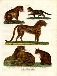 Gatti selvatici del genere Felis (Piastra IV)
