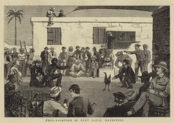 Combattimento di galli a Port Louis, Mauritius