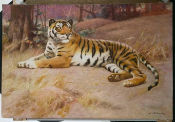 La tigre