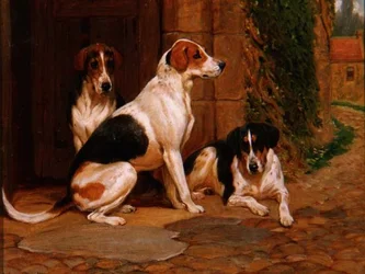 Segugi