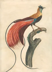 Uccello del paradiso con piume rosse (Paradisea Apoda Raggiana), Nuova Guinea sudorientale