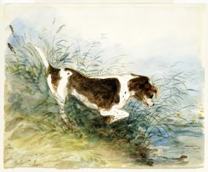 Un cane che osserva un topo nell