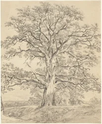Una Grande Quercia