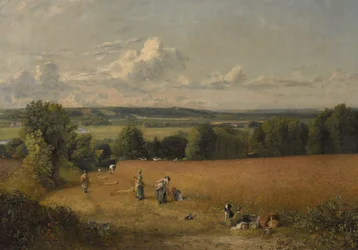 Il campo di grano